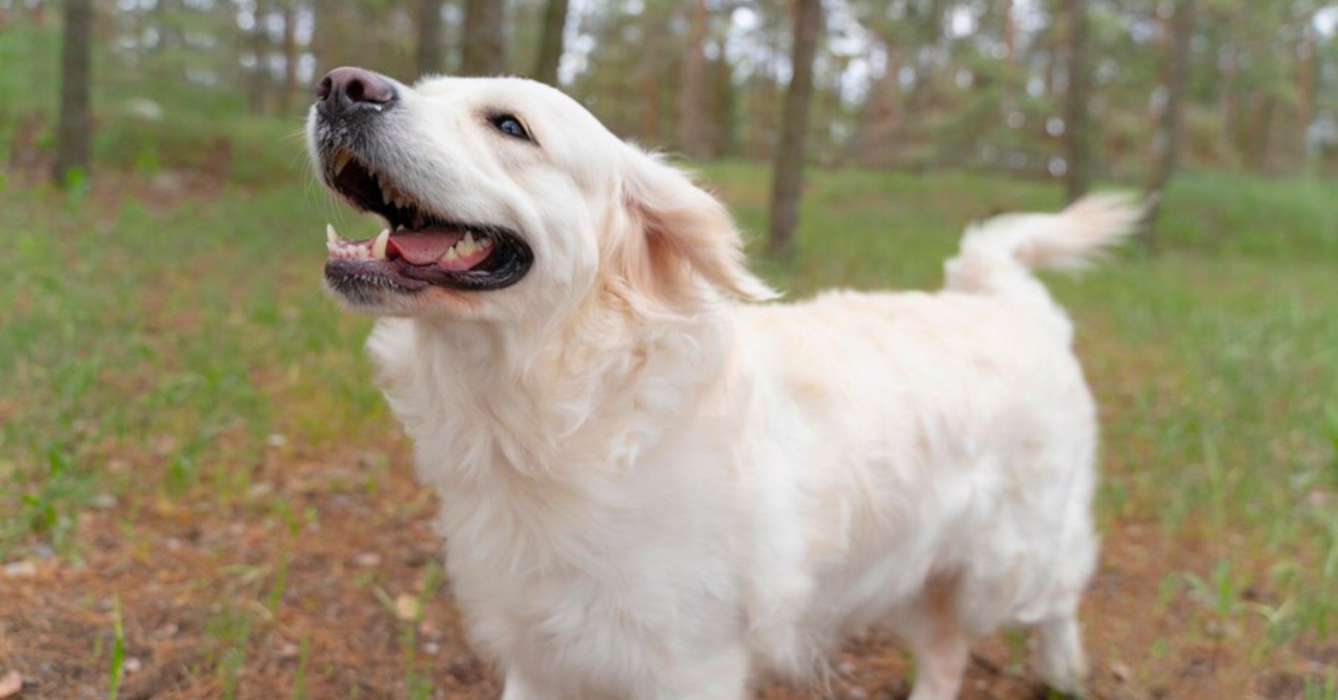 Labrador Retriever (Sumber foto: freepik)