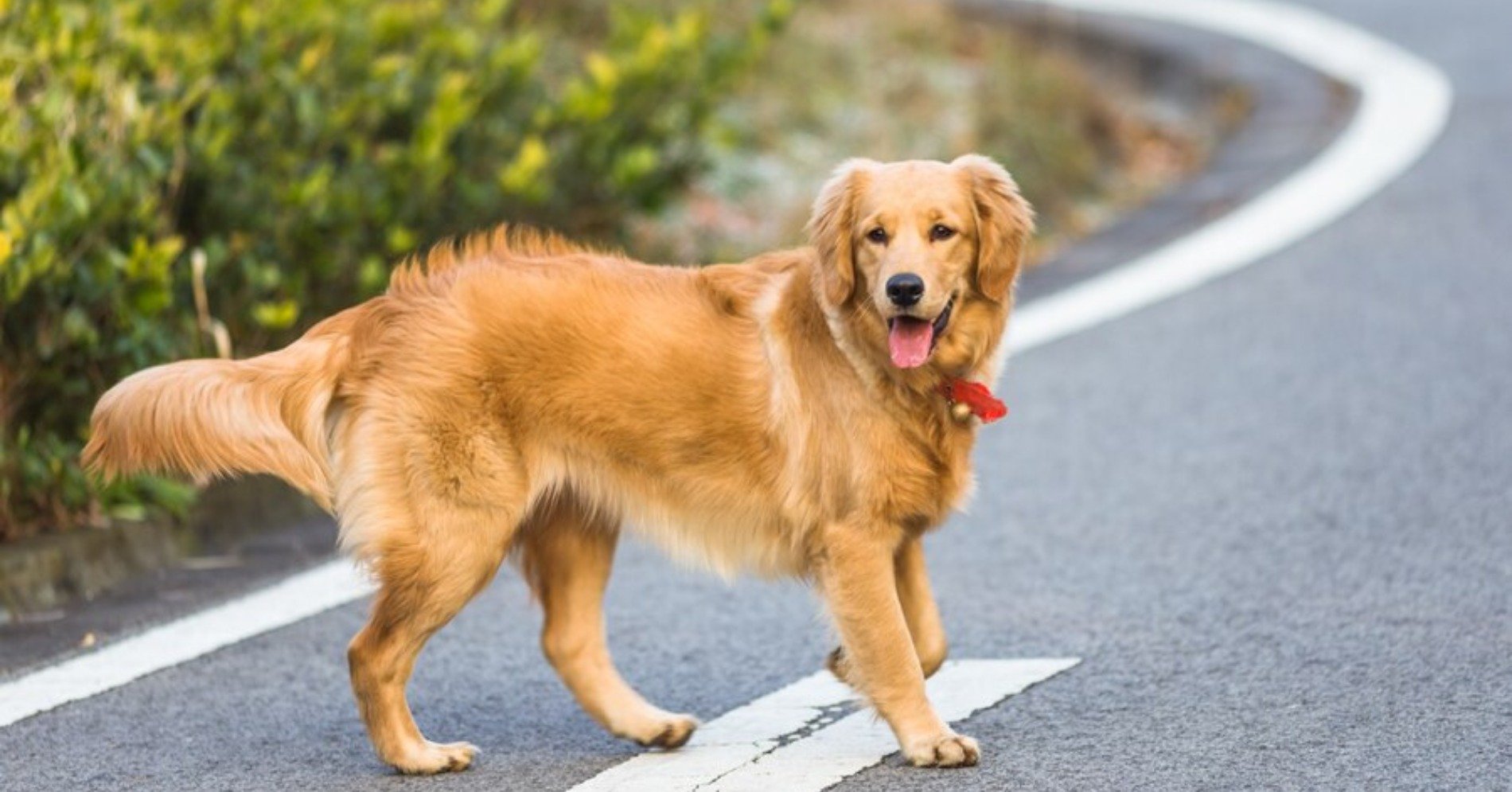 Golden Retriever (Sumber foto: freepik/fanjianhua)