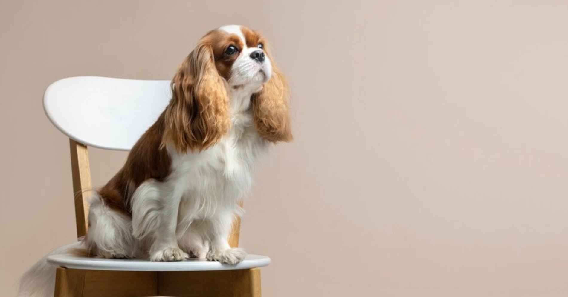 Cavalier King Charles Spaniel (Sumber foto: freepik)