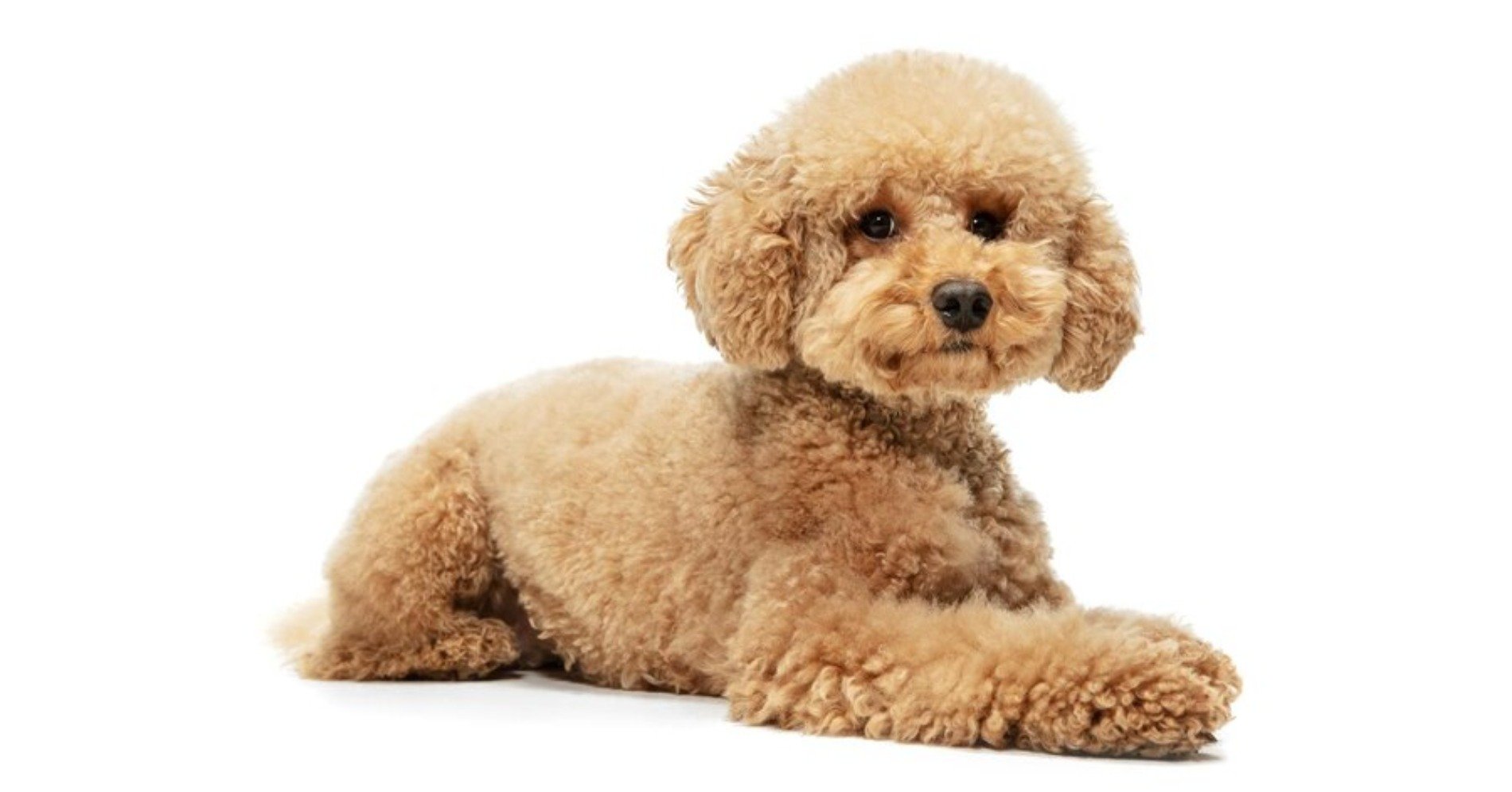 Poodle (Sumber foto: freepik/master1305)