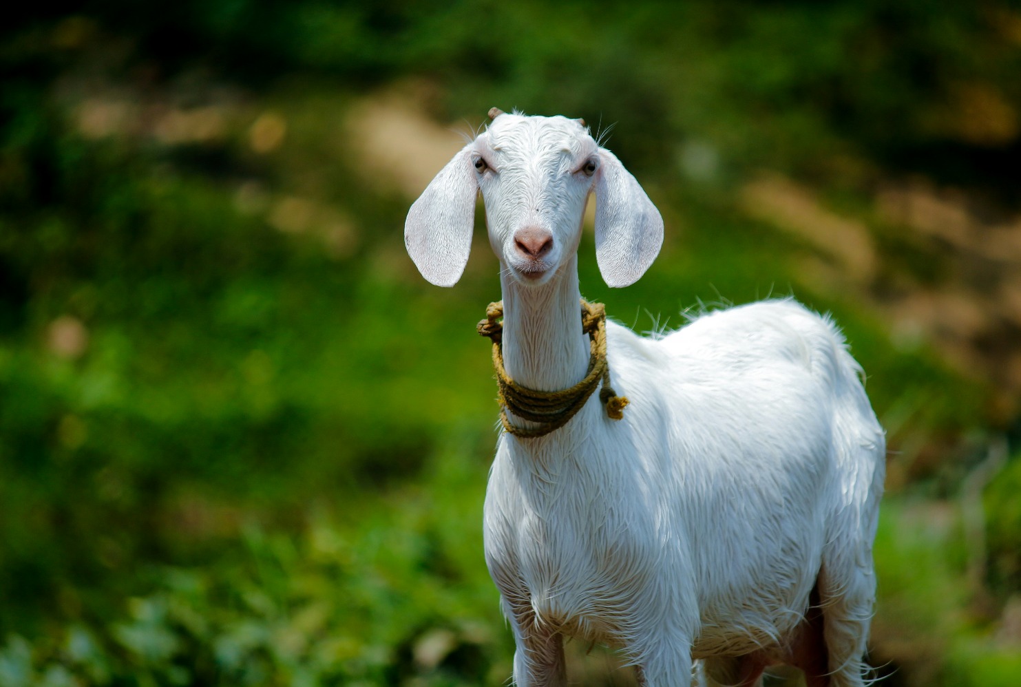 Kambing (Sumber gambar: Nandhu Kumar/Unsplash)