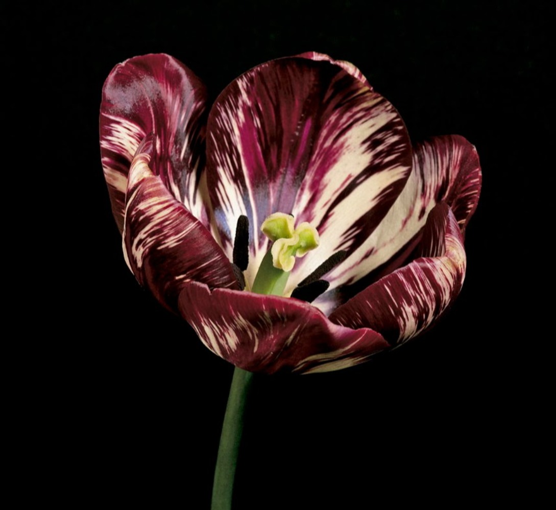 Tulip Semper Augustus (Sumber gambar: The Garden of Eaden)