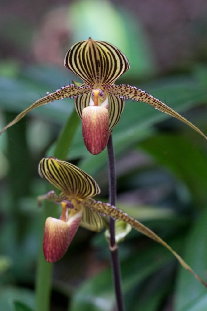 Gold of Kinabalu Orchid (Sumber gambar: Flickr)