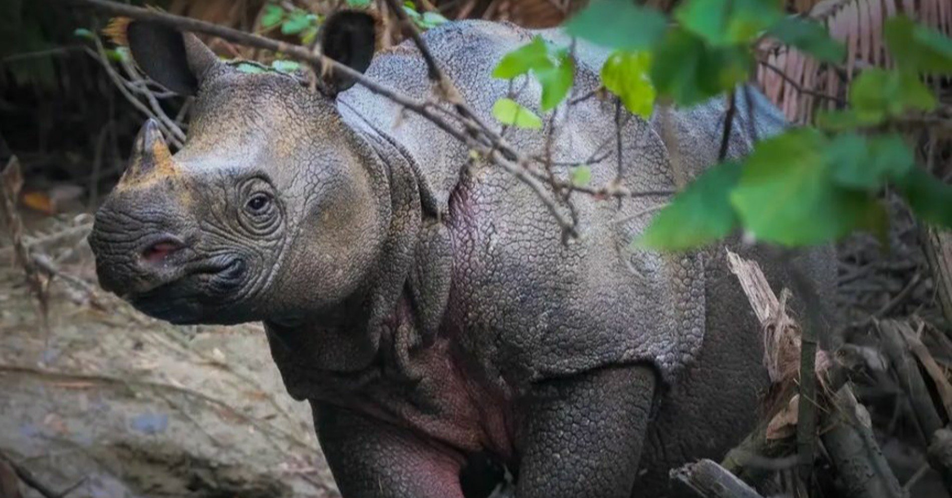 Badak Jawa di destinasi wisata Semenanjung Ujung Kulon, keajaiban alam yang harus kita jaga dan lestarikan  (sumber : https://tnujungkulon.menlhk.go.id//home)