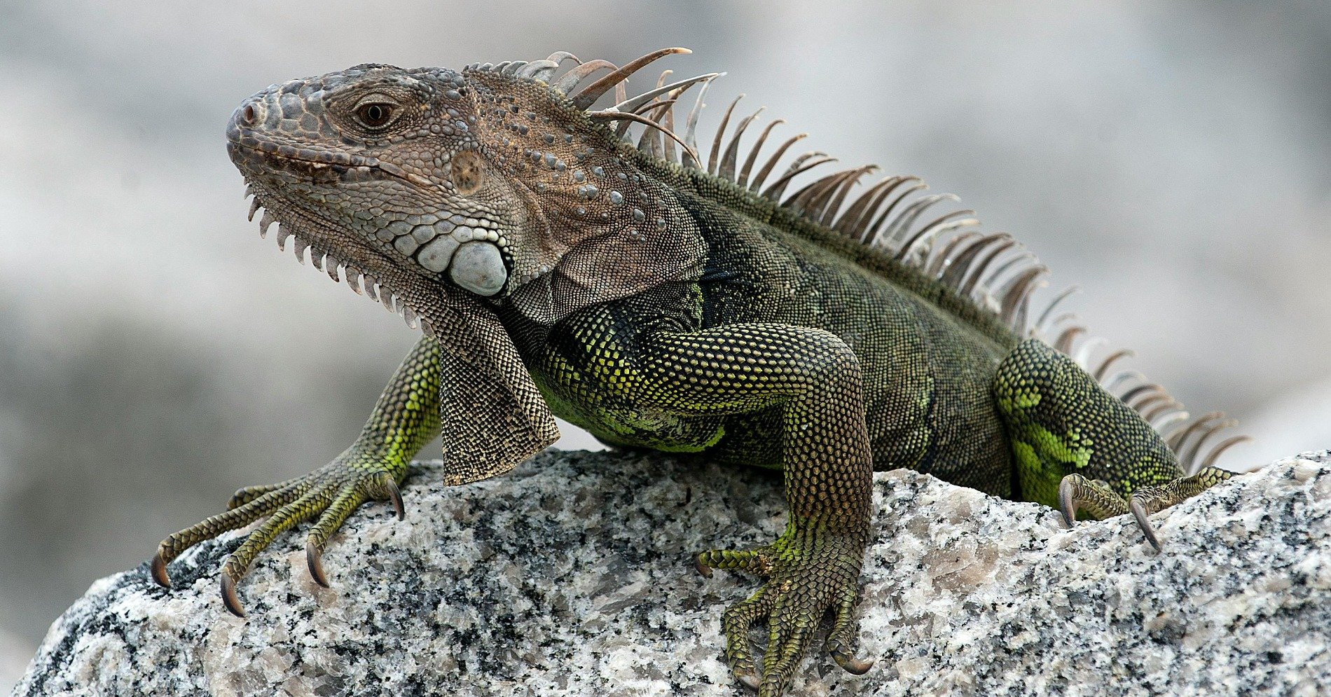 Close-up-shot-of-a-green-iguana-on-rock. (Sumber: Pexels.com/DavidMorris)