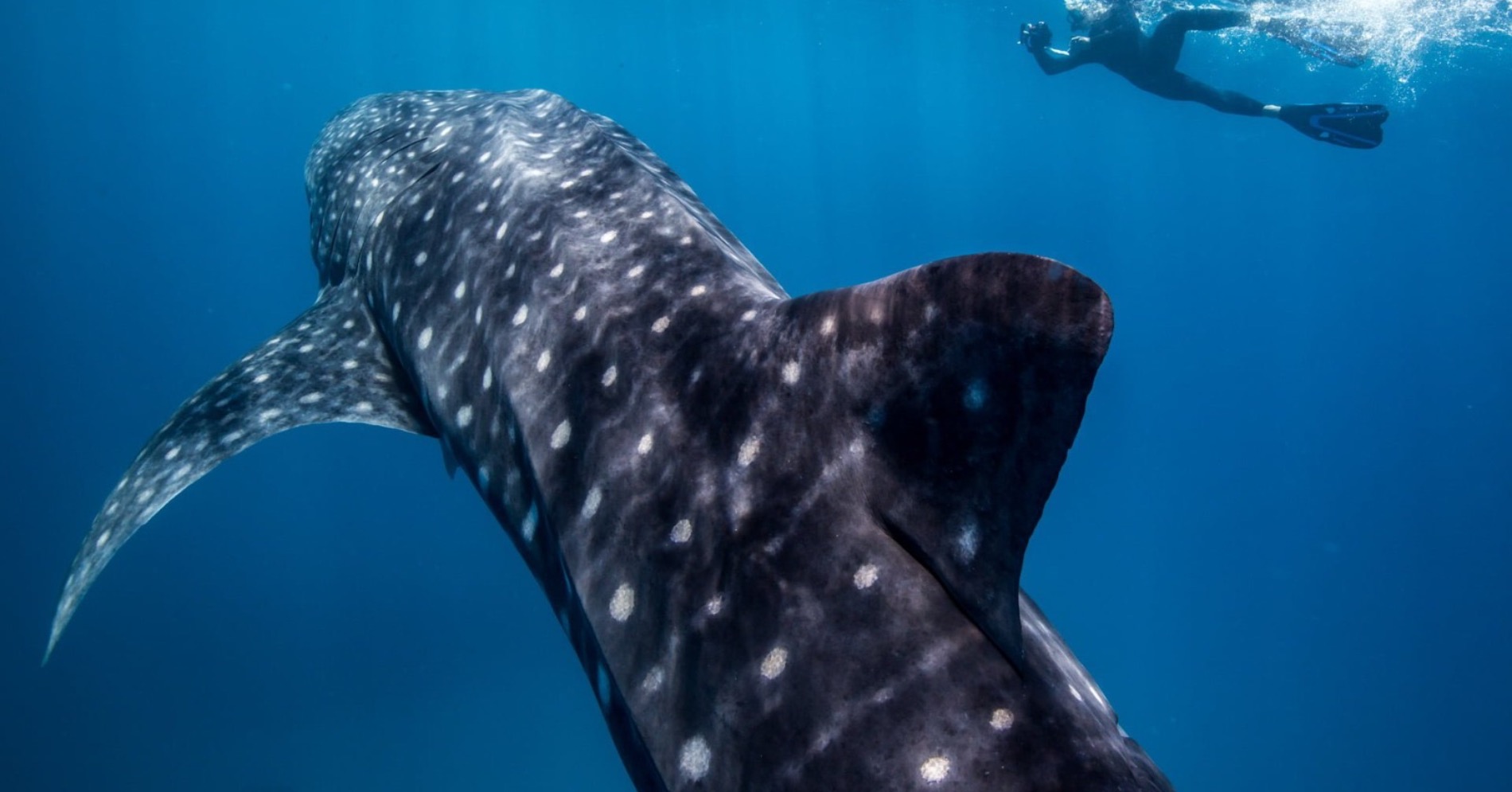 Ningaloo Reef, Australia Barat (Sumber gambar: Tourism West Australia) Ningaloo Reef, Australia Barat (Sumber gambar: Tourism West Australia)