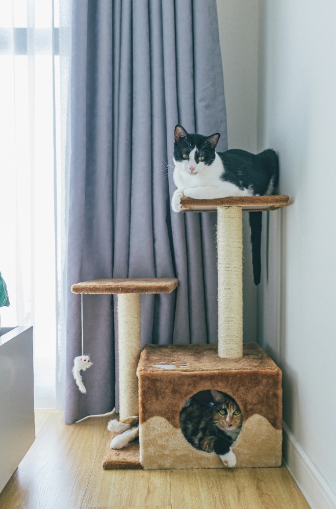 Ilustrasi ruang bermain kucing. (Sumber gambar: Huy Phan/Unsplash) Ilustrasi ruang bermain kucing. (Sumber gambar: Huy Phan/Unsplash)