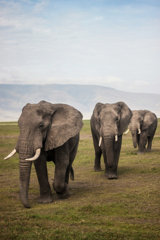 Gajah (Sumber gambar: Unsplash/Matthew Spiteri) Gajah (Sumber gambar: Unsplash/Matthew Spiteri)