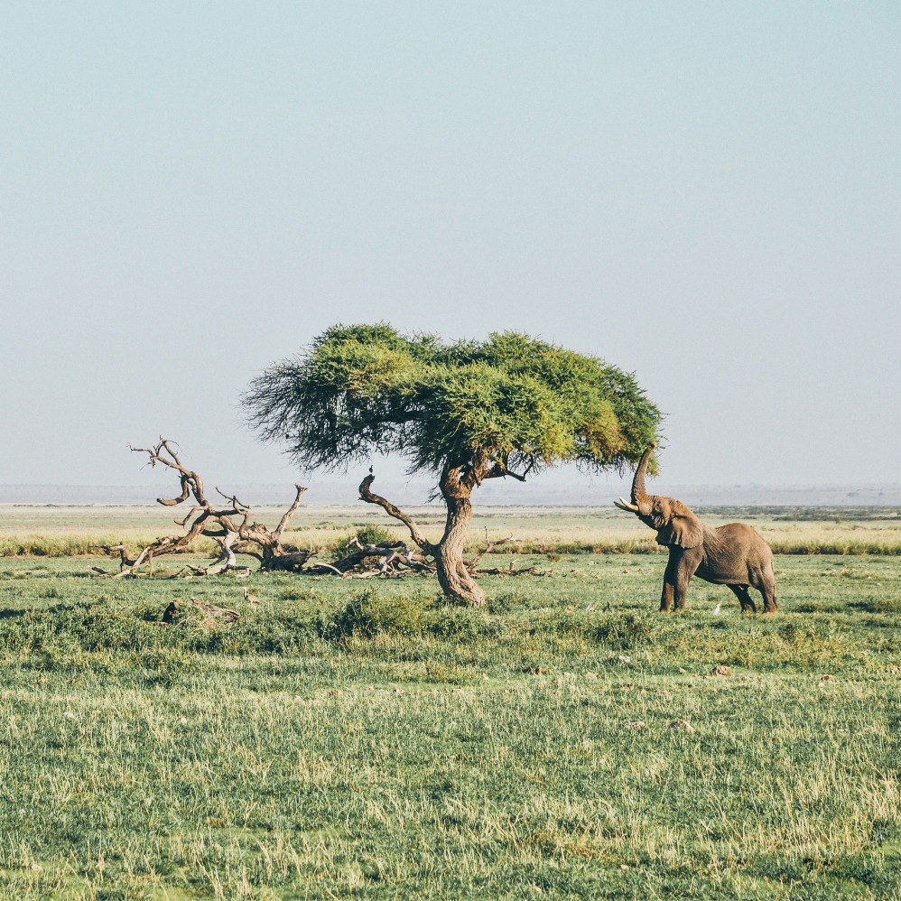 Gajah (Sumber gambar: Unsplash/ Harshil Gudka) Gajah (Sumber gambar: Unsplash/ Harshil Gudka)