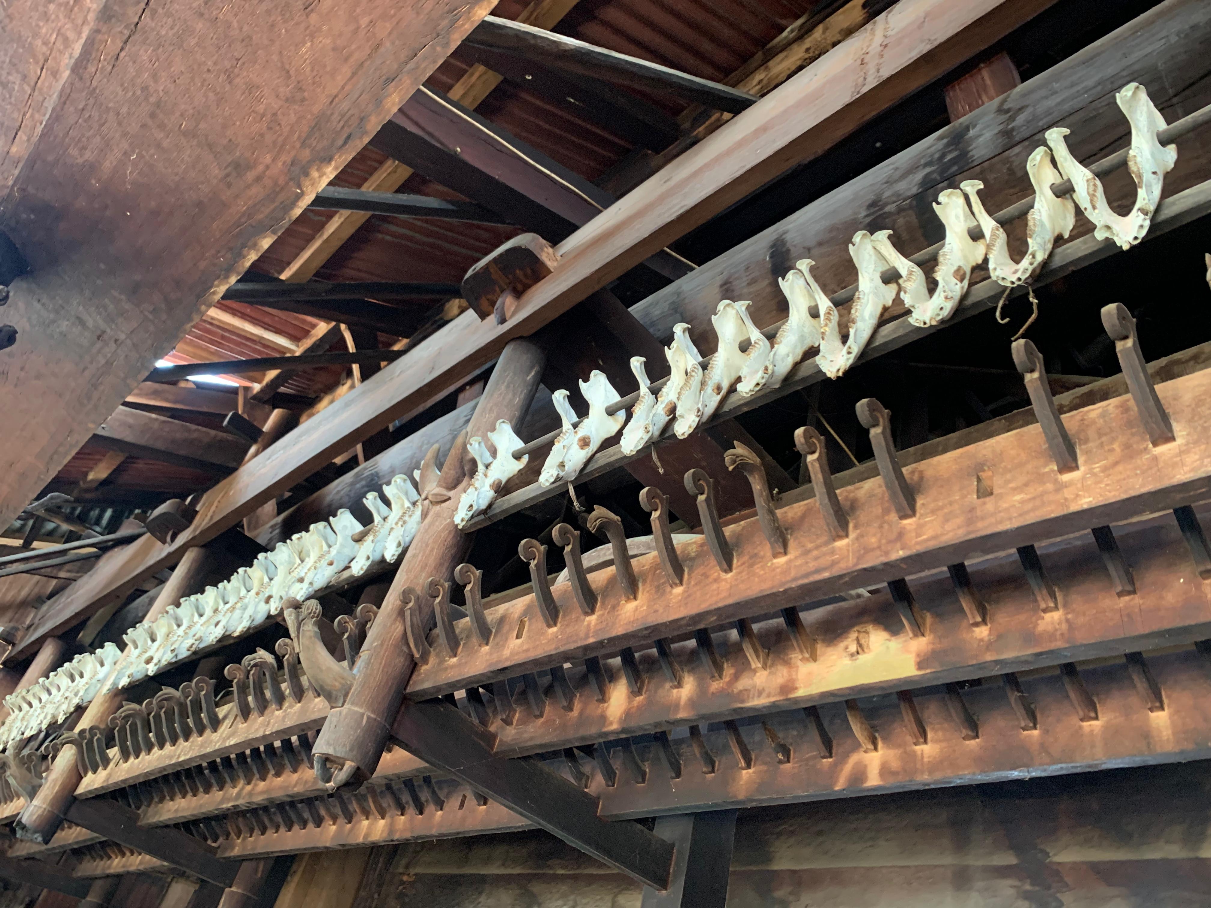 Rahang kepala babi sebagai ornamen interior di Omo Nifolasara Sebua. (Sumber gambar: Hypeabis.id/Luke Andaresta)