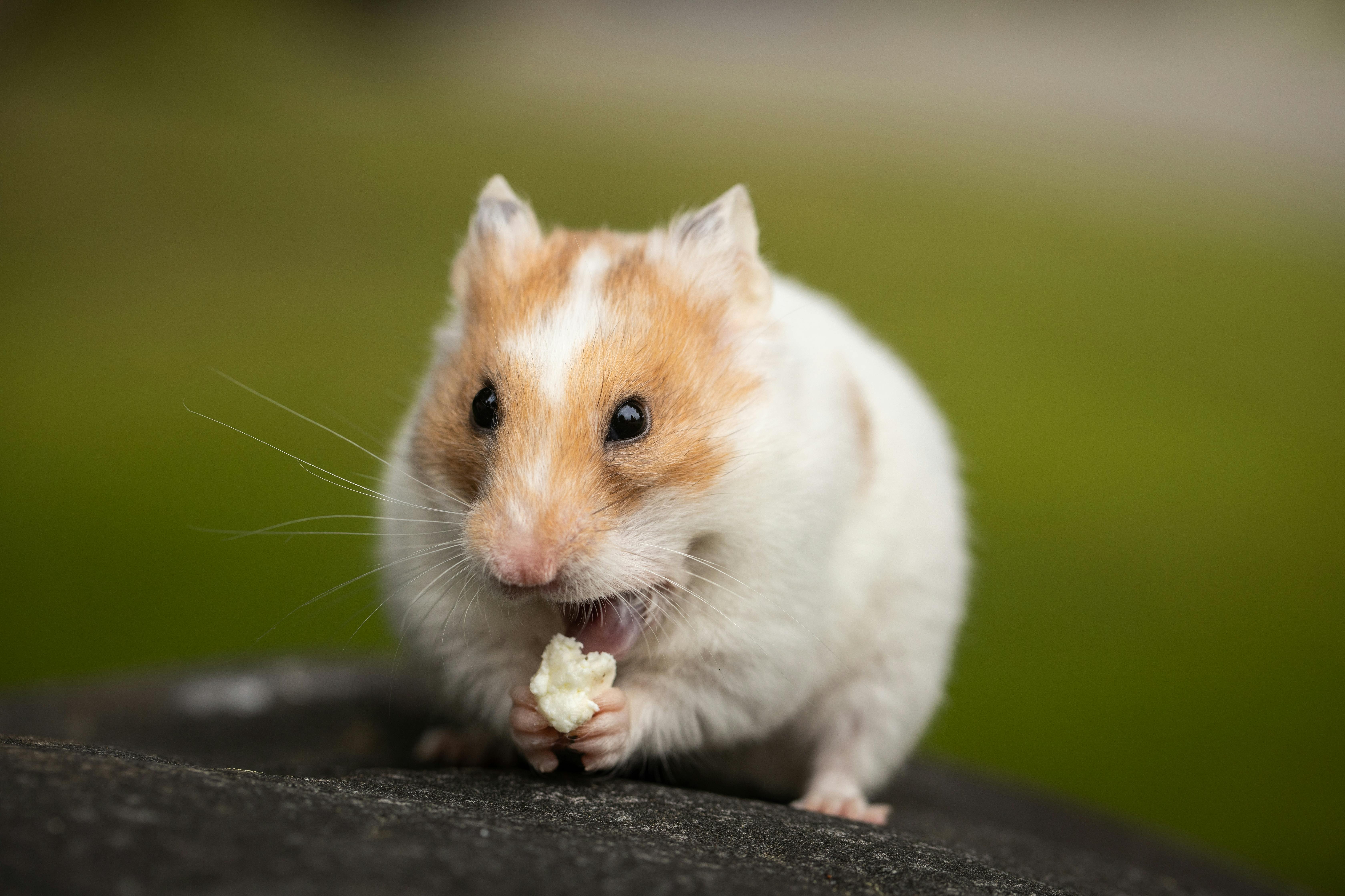 Hamster. (Sumber foto: Pexels/Sharon Snider)