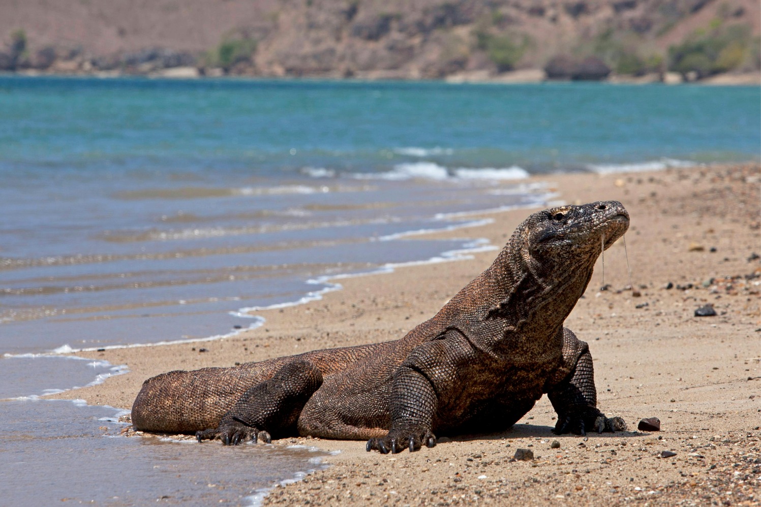 Komodo (Sumber gambar: Pexels/Jeffry S.S.) Komodo (Sumber gambar: Pexels/Jeffry S.S.)
