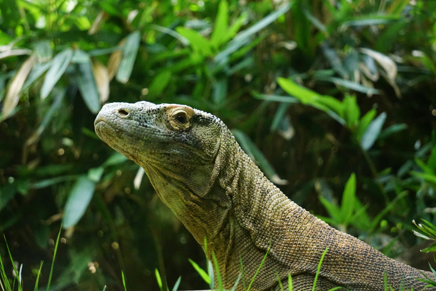 Komodo (Sumber gambar: Pexels/Erika Birdy) Komodo (Sumber gambar: Pexels/Erika Birdy)