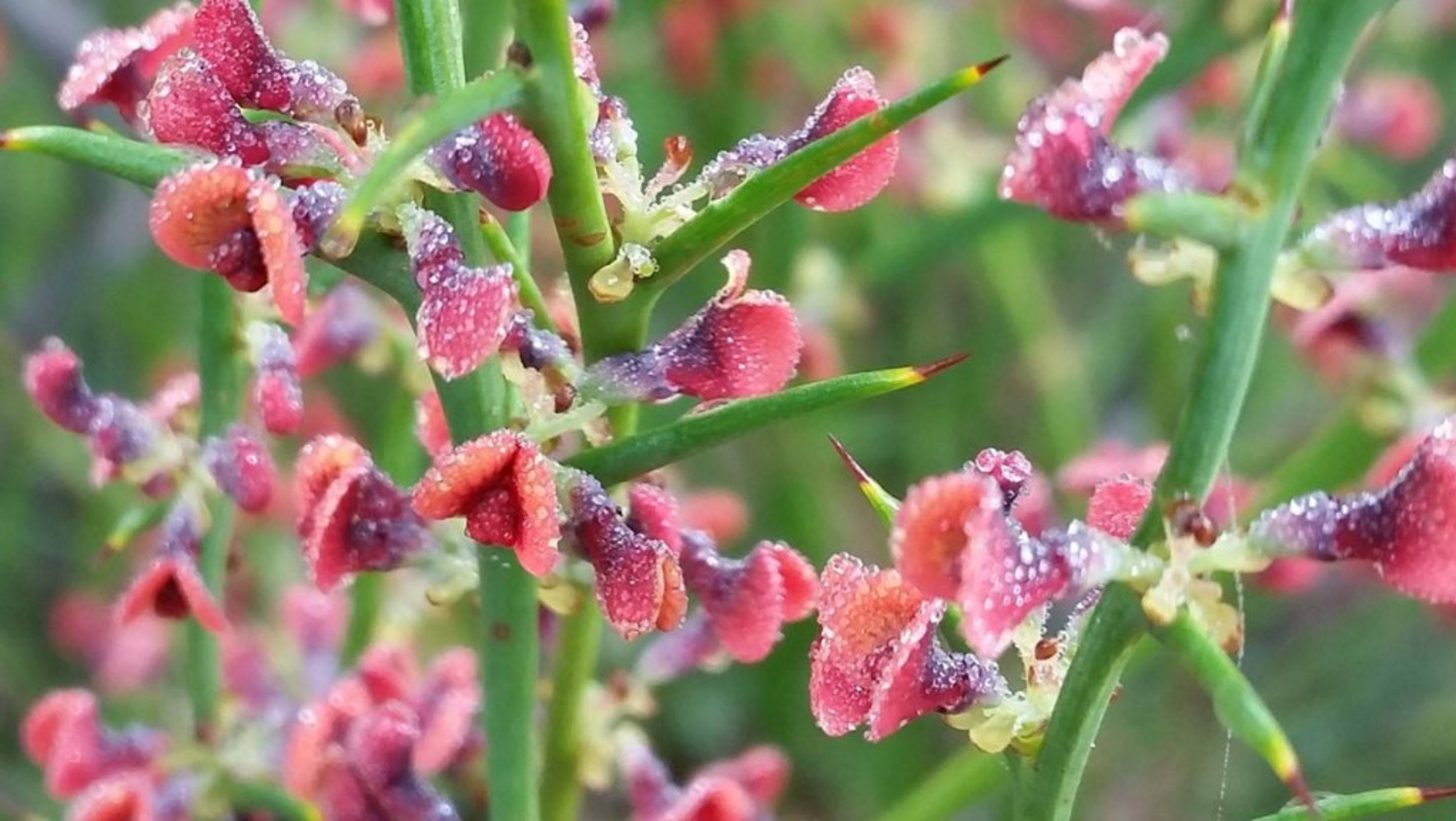 Djilba Wildflowers Festival (Sumber gambar: Dok. Tourism Western Australia)