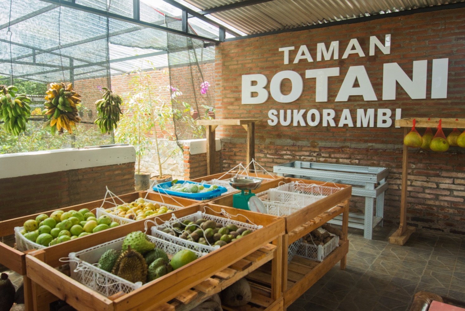 Hasil petikan di Taman Botani Sukorambi (Sumber gambar: Taman Botani Sukorambi)