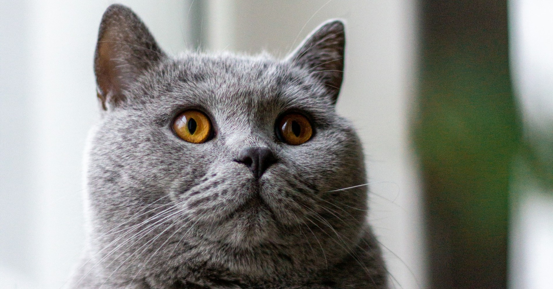 Ilustrasi kucing (Sumber foto : Unsplash/Frederic Christian)