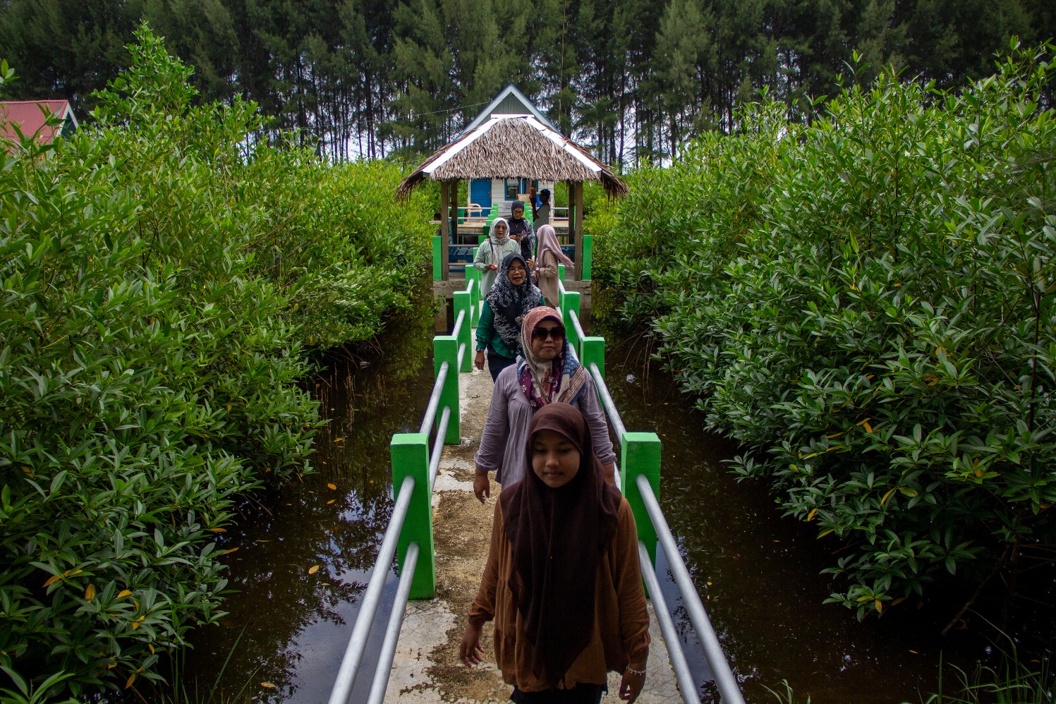 kawasan konservasi tanaman mangrove di Desa Wisata Ampiang Parak, Kecamatan Sutera, Kabupaten Pesisir Selatan, Sumatra Barat, Minggu (2/6/2024). (Sumber gambar: Bisnis Indonesia/Muhammad Noli Hendra)