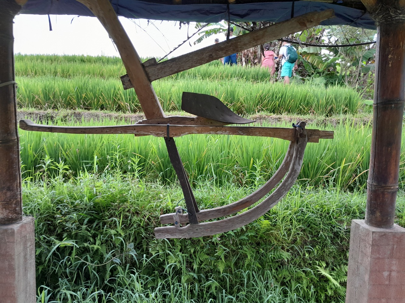 Subak Jatiluwih Bali (Sumber gambar: Chelsea Venda/Hypeabis.id)