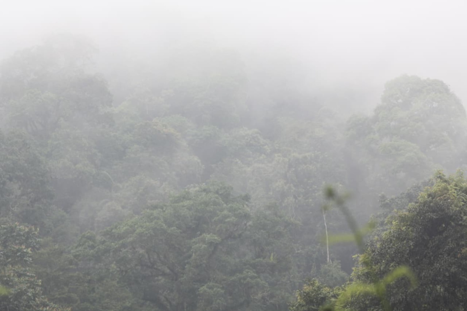 Kota Purwokerto (Sumber gambar: Chelsea Venda/Hypeabis.id) Kota Purwokerto (Sumber gambar: Chelsea Venda/Hypeabis.id)