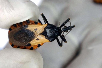 Diperingati Setiap 14 April, Apa Itu Hari Penyakit Chagas Sedunia?