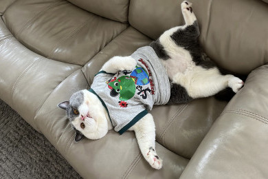 Kisah Kucing British Shorthair yang Sukses Jadi Influencer dari Program Affiliate