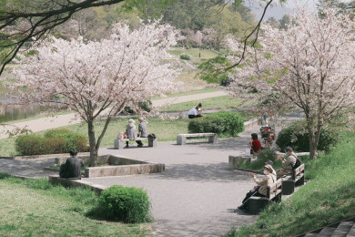 Viral Turis Rusak Pohon Sakura di Jepang, Simak Etiket yang Benar Berikut Ini