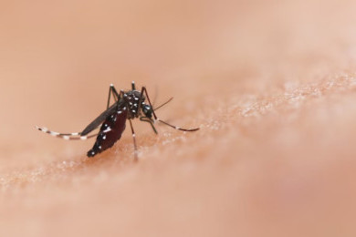 Kemenkes Minta Masyarakat Waspada Puncak DBD & Chikungunya