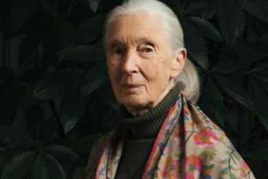 Warisan Jane Goodall: Menyatu dengan Alam, Menyatu dengan Kemanusiaan