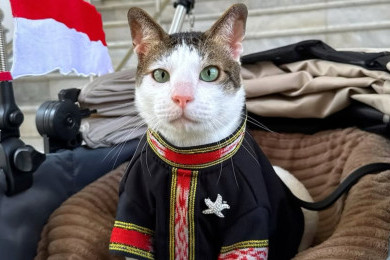 Kucing Bobby Kertanegara Pakai Baju Tenun Tanimbar Maluku di HUT Ke-80 Republik Indonesia