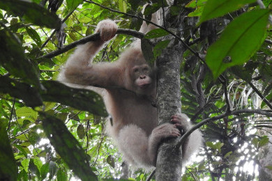 Lebih Dekat dengan Alba, Orangutan Albino Bermata Biru dari Kalimantan