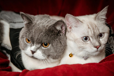 Penjarahan Uya Kuya Picu Perdebatan Breeding Kucing, Adopsi Jadi Solusi