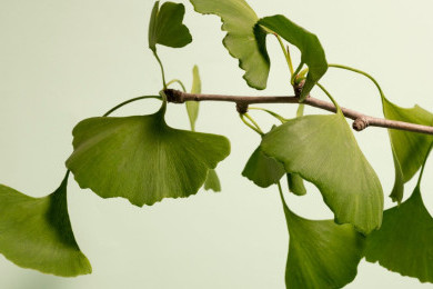 Ginkgo Biloba, Tanaman Kuno yang Diklaim Punya Banyak Manfaat Kesehatan