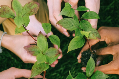 Startup LindungiHutan Dorong Reforestasi Lewat Kolaborasi Swasta dan Masyarakat