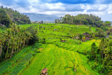 Sistem Subak di Bali, Warisan Pengetahuan yang Bisa Cegah Banjir