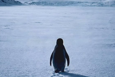 Meme Nihilist Penguin Ramai di TikTok, Ini Asal-usulnya