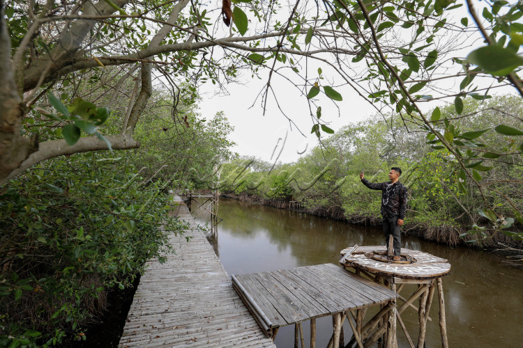 Pengunjung beraktivitas di Ekowisata Mangrove Mulyo Asri, Desa Mulyorejo, Kecamatan Tirto, Kabupaten Pekalongan, Jawa tengah, Rabu (5/7/2023).