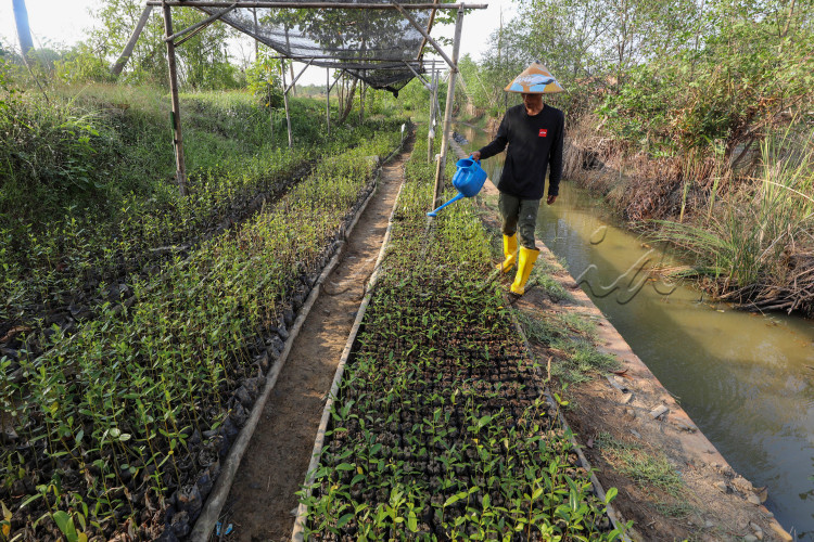 Petani melakukan perawatan bibit Mangrove di Ekowisata Mangrove Mulyo Asri, Desa Mulyorejo, Kecamatan Tirto, Kabupaten Pekalongan, Jawa tengah, Rabu (5/7/2023).