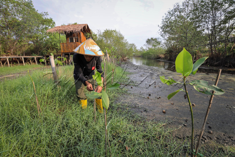 Petani melakukan penanaman Mangrove di Ekowisata Mangrove Mulyo Asri, Desa Mulyorejo, Kecamatan Tirto, Kabupaten Pekalongan, Jawa tengah, Rabu (5/7/2023).