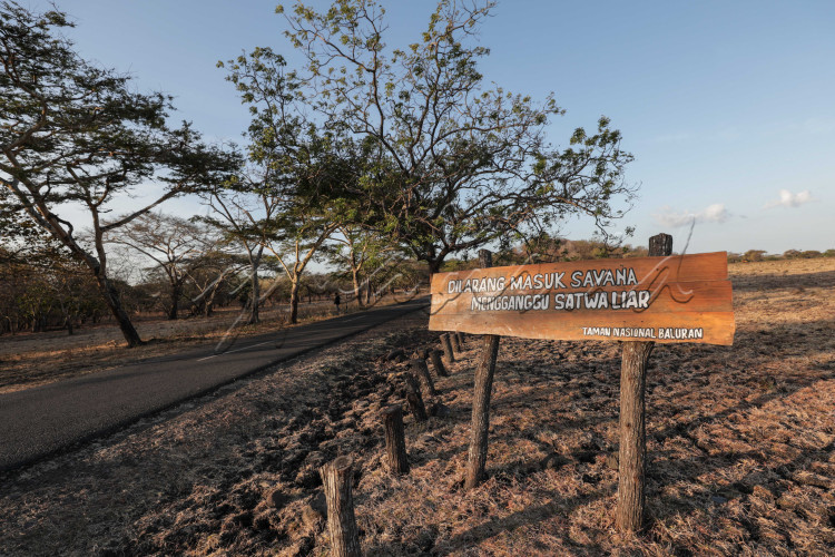 Suasana Taman Nasional Baluran yang mirip dengan Afrika menarik minat wisatawam berburu foto di lokasi tersebut, Banyuwangi, Jawa Timur.