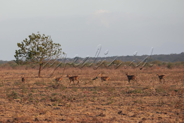 Rusa liar mencari makan di kawasan Savana Bekol Baluran ,Banyuwangi, Jawa Timur.