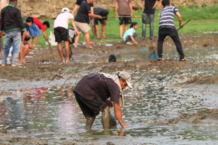 Warga mencari ikan di Danau Cinere yang mengering di Depok, Jawa Barat.