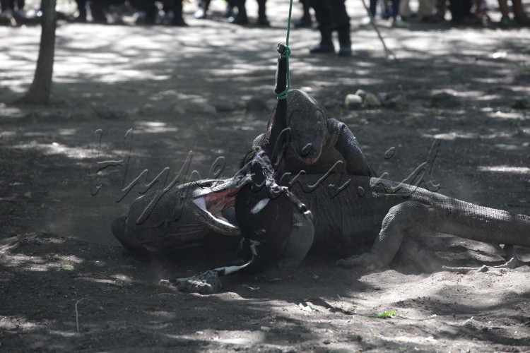 Komodo memangsa seekor kambing di kawasan Taman Nasional Komodo, Nusa Tenggara Timur.