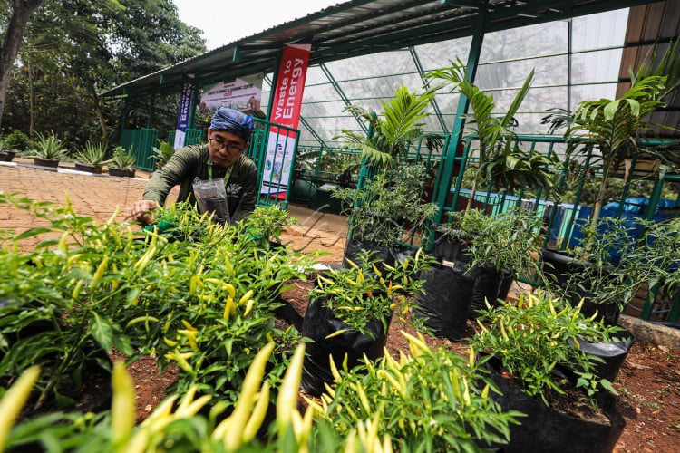 Tanaman cabai yang menggunakan pupuk kompos tumbuh subur di Taman Margasatwa Ragunan (TMR), Jakarta.