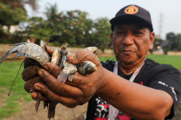Warga menunjukan ikan di Danau Cinere yang mengering di Depok, Jawa Barat.