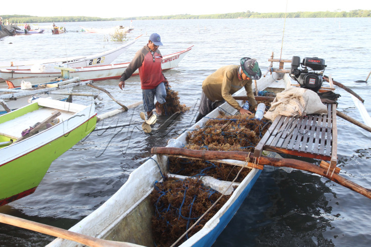 Nelayan memanen Rumput Laut di Kabupaten Takalar, Sulawesi Selatan.
