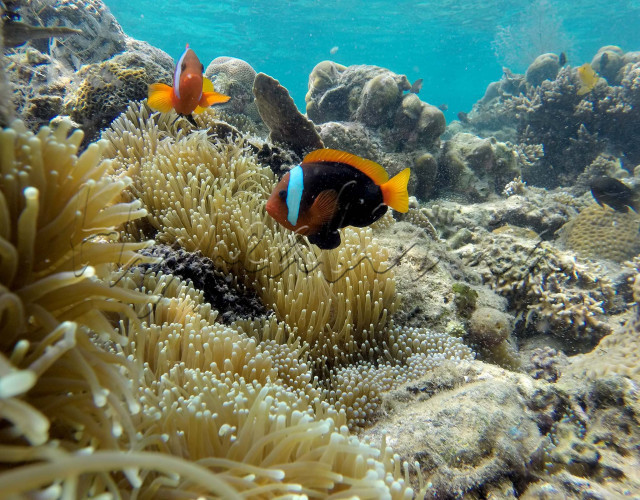 Bawah Laut di Pulau Samalona Makassar, Sulawesi Selatan.