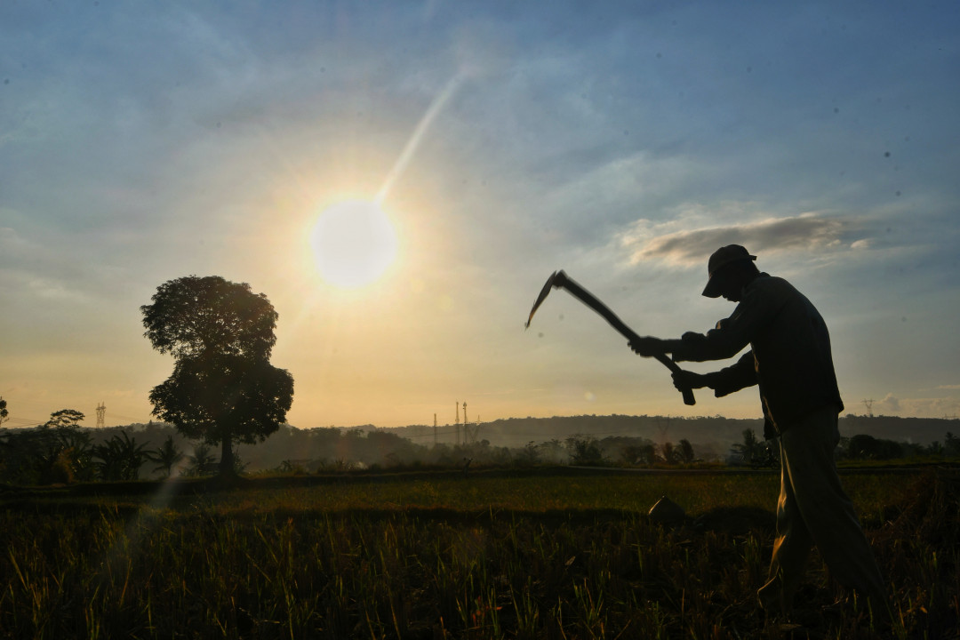 Petani mengolah lahan persawahan seusai panen raya untuk ditanami kacang-kacangan