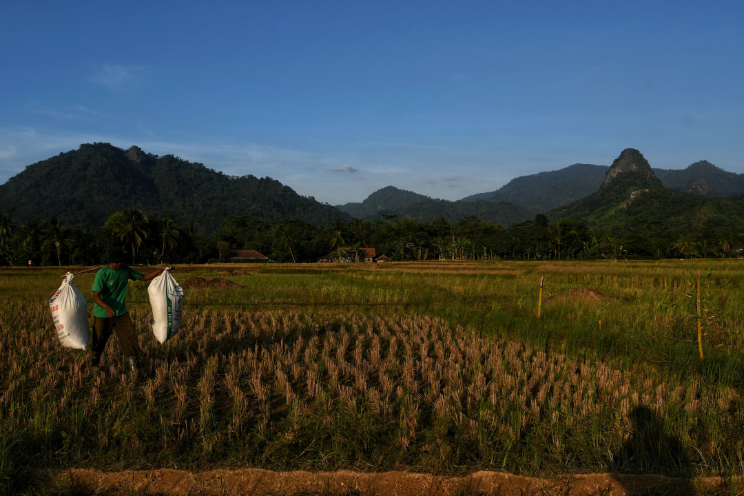 Petani mengangkut gabah hasil panen raya di Kampung Bantar Kuning, Kabupaten Bogor
