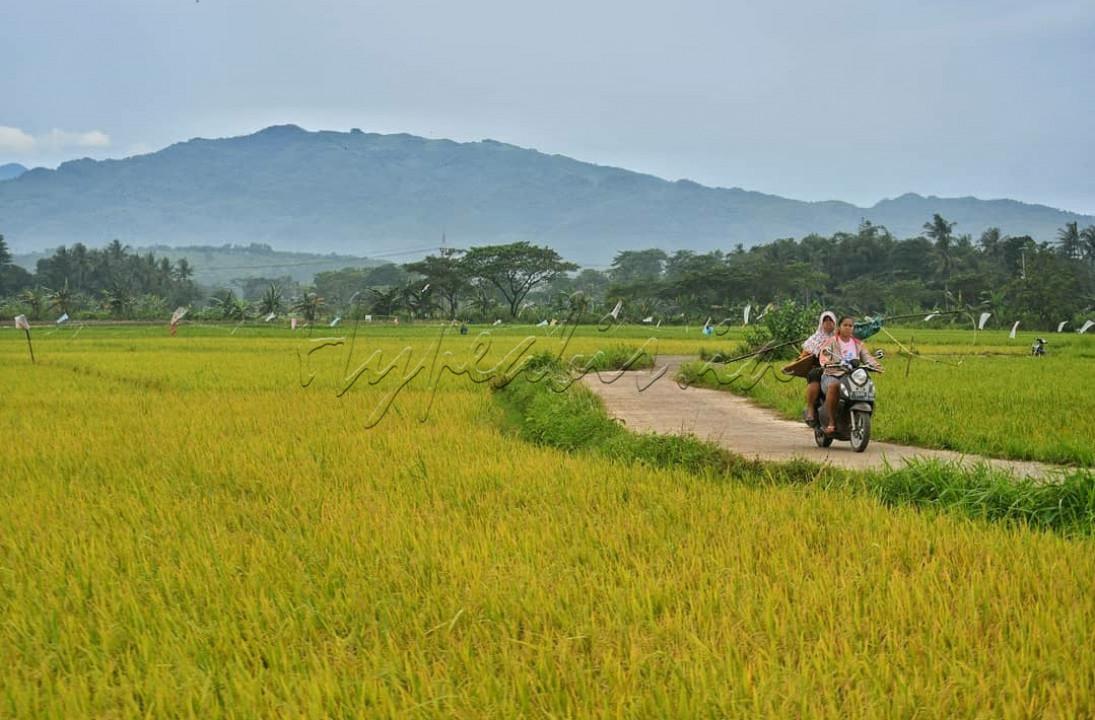Melintasi pematang sawah yang mulai menguning menjelang musim panen