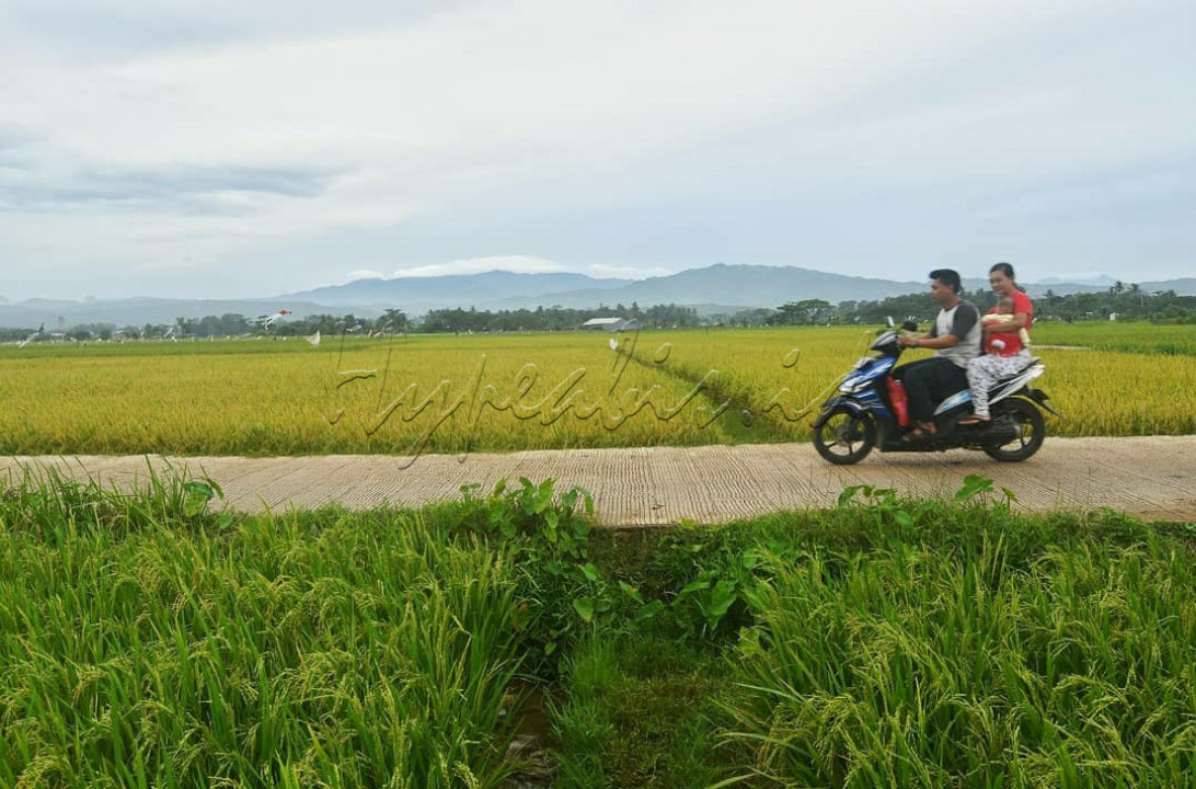 Melintasi pematang sawah yang mulai menguning menjelang musim panen